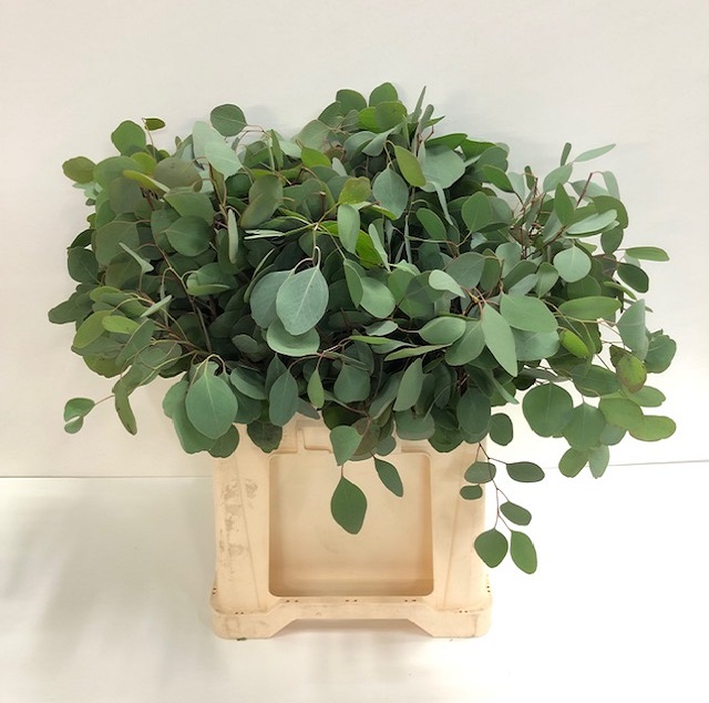 Leaf eucalyptus polyanthemos.jpg
